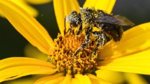 Comprar Forever Bee Pollen Bolivia